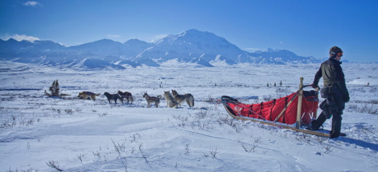 Mushing dog sledding