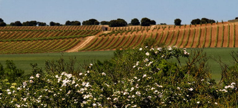 Wine tourism in Pradorey starts in the vineyard and ends at the pool