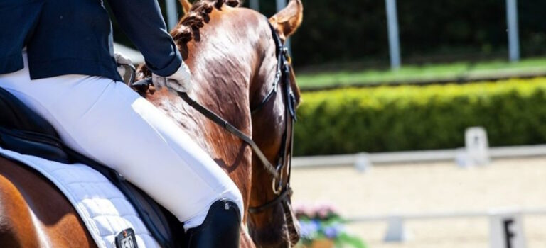 Characteristics of horses for equestrian disciplines